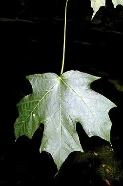 [Hearth.com] Maple ID by leaf