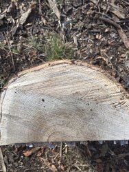 Today's Scrounge - Wood ID