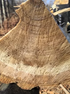 [Hearth.com] Today's Scrounge - Wood ID