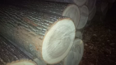 [Hearth.com] Wood ID newbie