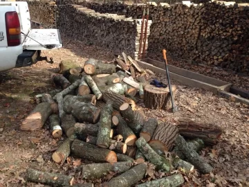 [Hearth.com] Rode around the place and found a dead standing sass, some red maple and a little cherry