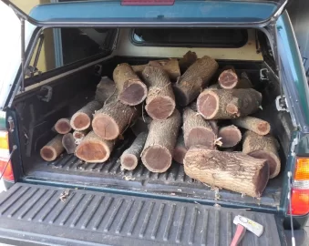 [Hearth.com] Thought it was Hedge, must be Mulberry?