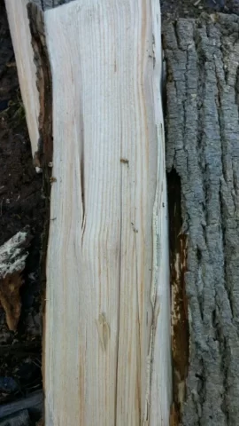 [Hearth.com] Wood ID in Southern CT