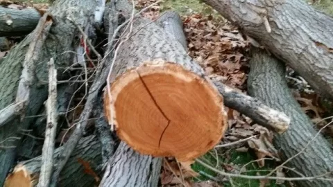 [Hearth.com] wood id, mulberry?