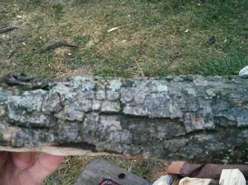 [Hearth.com] Firewood ID?