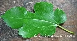 [Hearth.com] wood id, mulberry?