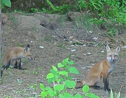 More backyard wildlife - Hawk and fox babies...