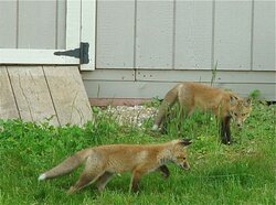 More backyard wildlife - Hawk and fox babies...
