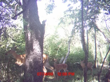 [Hearth.com] Doe and fawns