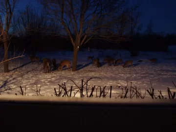 [Hearth.com] Doe and fawns