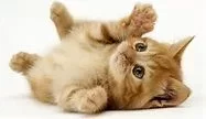 [Hearth.com] What exactly is the difference between Cat & Non-Cat