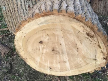 [Hearth.com] Wood ID...Ash?