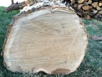 [Hearth.com] Help with ID