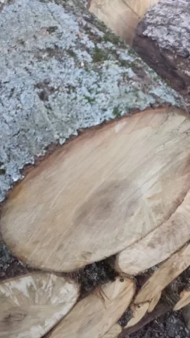 [Hearth.com] what type of maple is this?