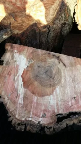 [Hearth.com] First Wood Scrounge and ID