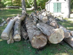 Cut a load of barkless dead elm.