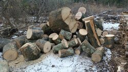 Free wood delivered to my yard