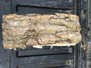 [Hearth.com] Wood id