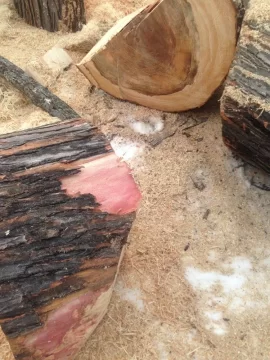 [Hearth.com] Wood ID