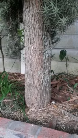 [Hearth.com] Another tree ID