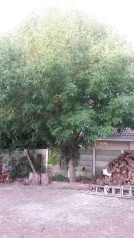 [Hearth.com] Another tree ID