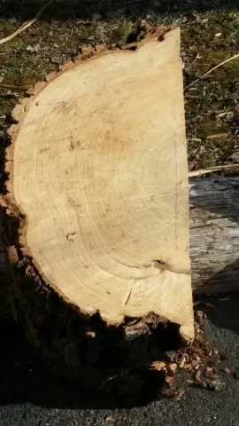 [Hearth.com] First Wood Scrounge and ID