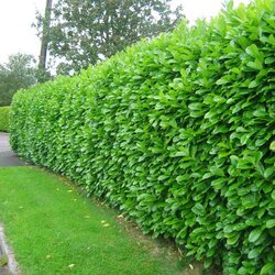 Holy hedge!