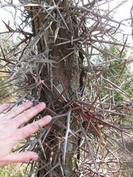 Locust trees (thorns)