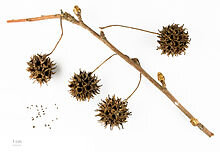 Do you have Sweet Gum?