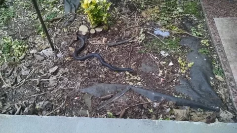 [Hearth.com] Snakes in woodpile