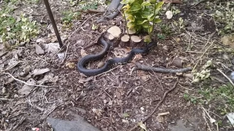 [Hearth.com] Snakes in woodpile