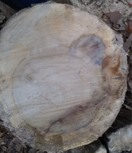 [Hearth.com] Need help with ID