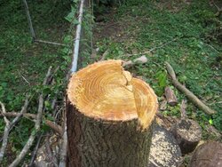 Best ways to cut a stump close to the ground?