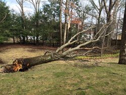 Tree ID - crazy wind lastnight took down trees