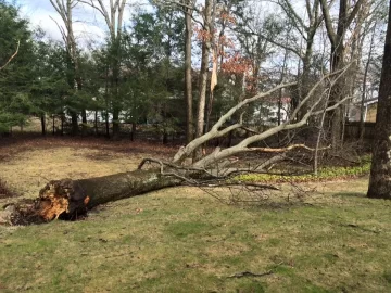 [Hearth.com] Tree ID - crazy wind lastnight took down trees