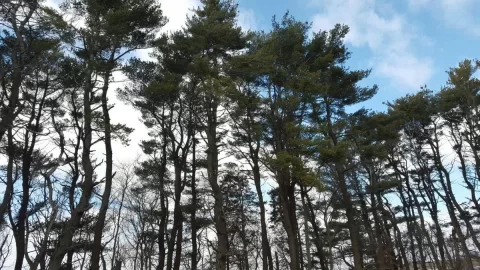 [Hearth.com] Pine ID