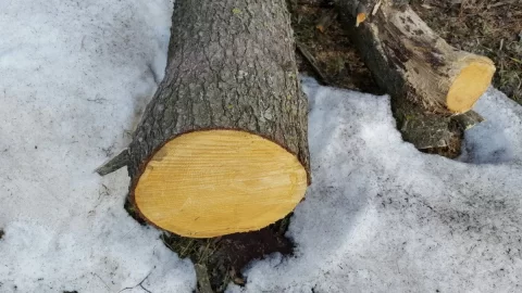 [Hearth.com] Pine ID