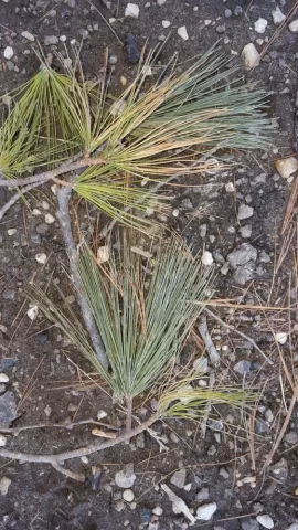 [Hearth.com] Pine ID