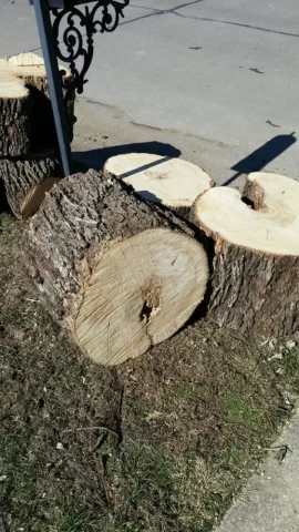 [Hearth.com] Wood ID