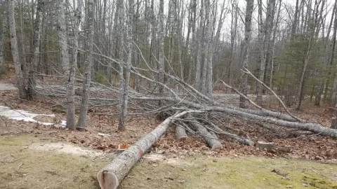 [Hearth.com] A little tree work around the house.
