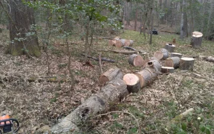 [Hearth.com] Sure dad, I'll come trim a couple standing dead from the property line