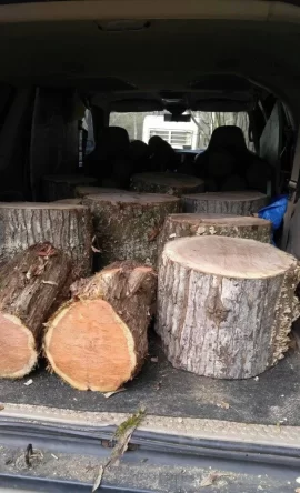 [Hearth.com] Sure dad, I'll come trim a couple standing dead from the property line