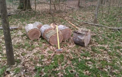 [Hearth.com] Sure dad, I'll come trim a couple standing dead from the property line