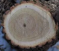 [Hearth.com] Help Wood ID