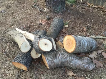 [Hearth.com] What kind of wood is this?