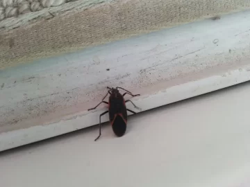 [Hearth.com] What type of bug?