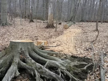[Hearth.com] Sunday Scrounge.....210 year old Beech