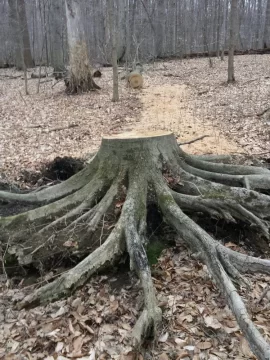 [Hearth.com] Sunday Scrounge.....210 year old Beech