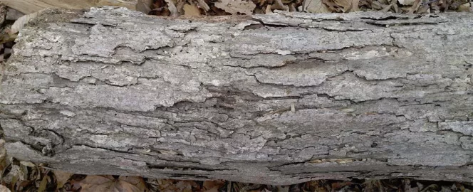 [Hearth.com] Oak ID?