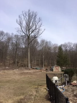 [Hearth.com] Should I take this tree down?
